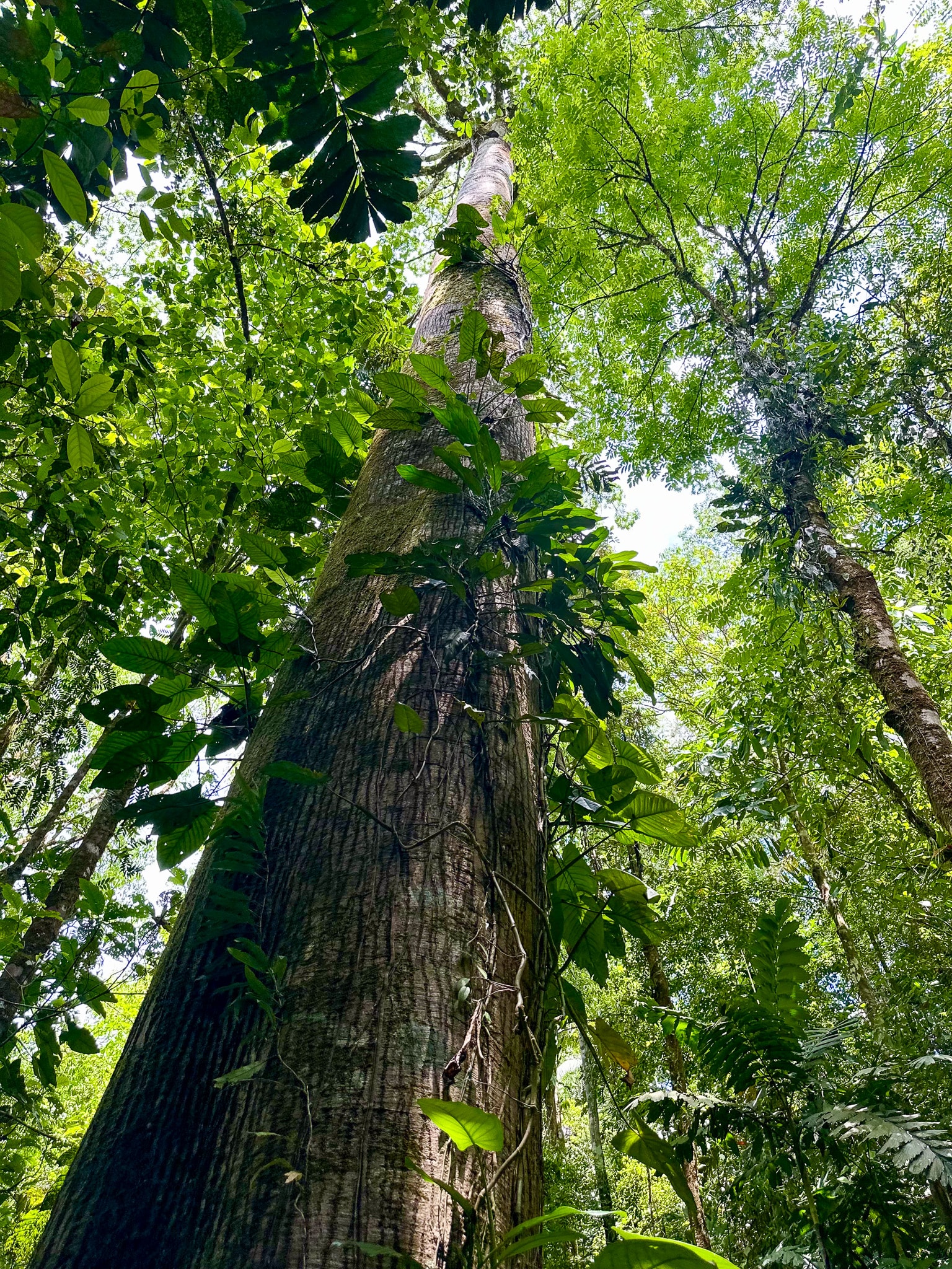 Dosel del Parque Nacional Piedras Blancas