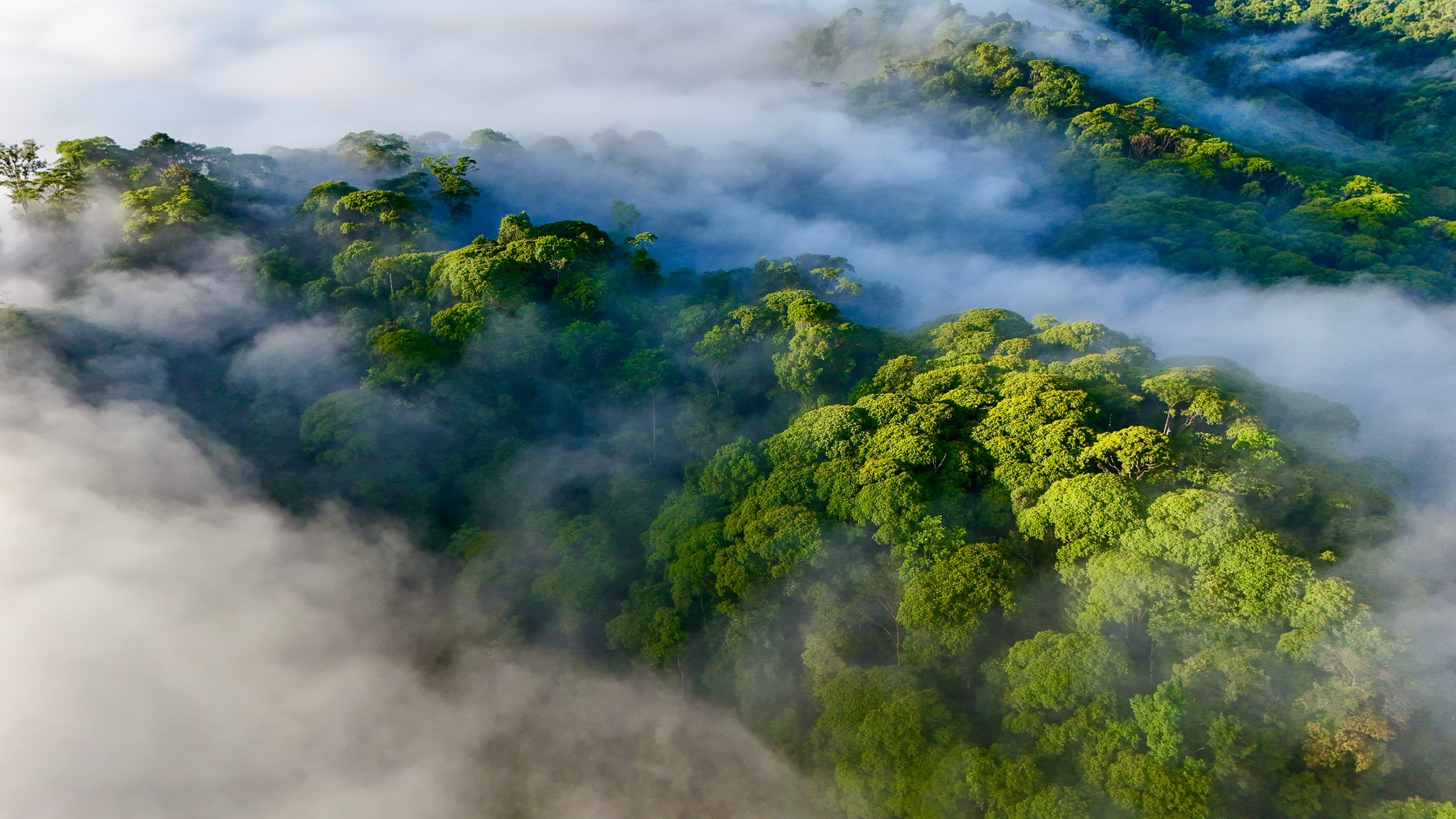 Selva tropical exuberante del Pacífico Sur de Costa Rica